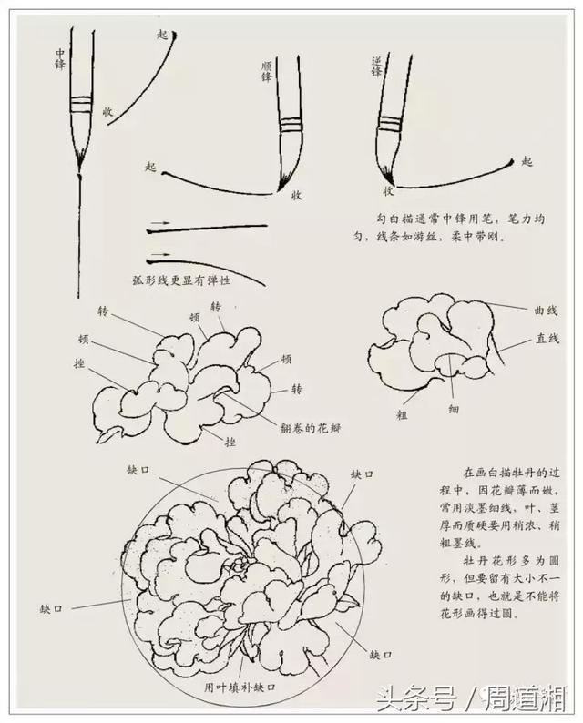 我怎样画工笔牡丹，我怎样画工笔牡丹视频（珍藏版~这篇国画工笔牡丹教程超级详细）