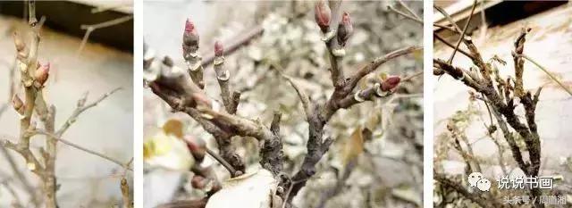 我怎样画工笔牡丹，我怎样画工笔牡丹视频（珍藏版~这篇国画工笔牡丹教程超级详细）