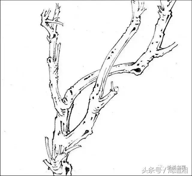 我怎样画工笔牡丹，我怎样画工笔牡丹视频（珍藏版~这篇国画工笔牡丹教程超级详细）