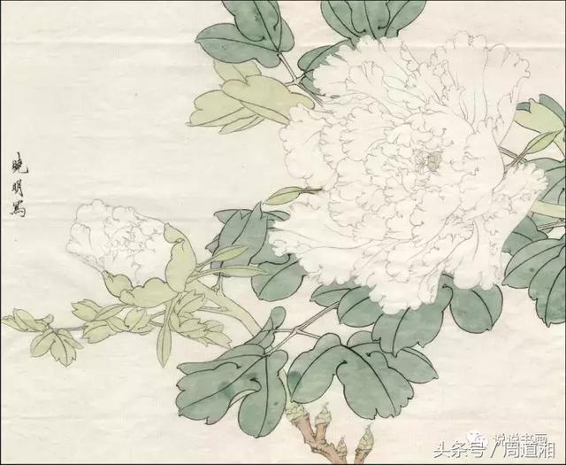 我怎样画工笔牡丹，我怎样画工笔牡丹视频（珍藏版~这篇国画工笔牡丹教程超级详细）