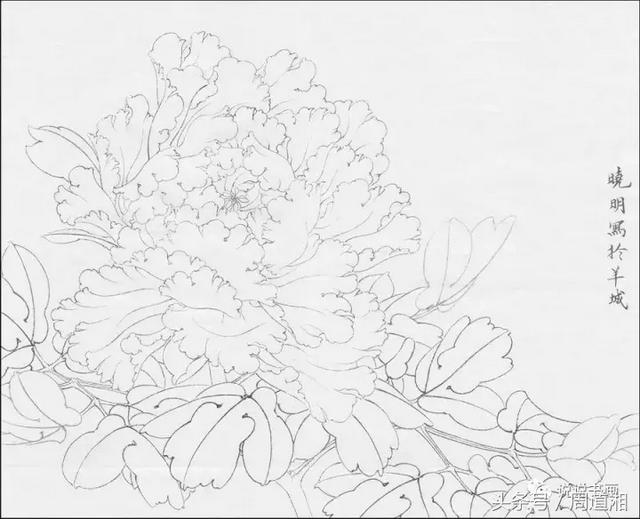 我怎样画工笔牡丹，我怎样画工笔牡丹视频（珍藏版~这篇国画工笔牡丹教程超级详细）