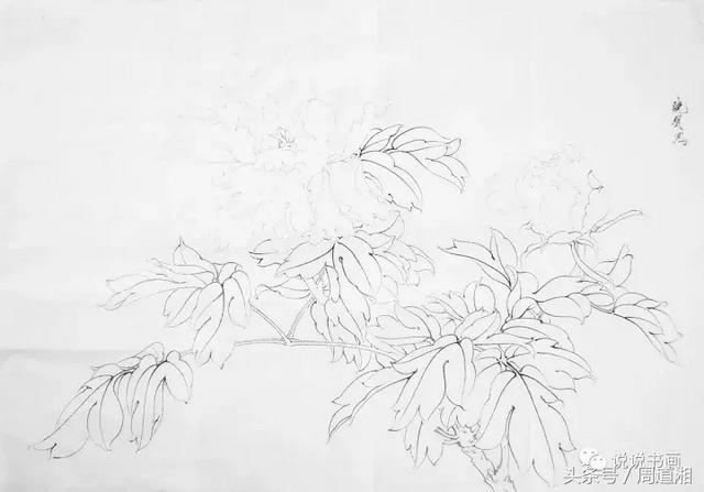 我怎样画工笔牡丹，我怎样画工笔牡丹视频（珍藏版~这篇国画工笔牡丹教程超级详细）