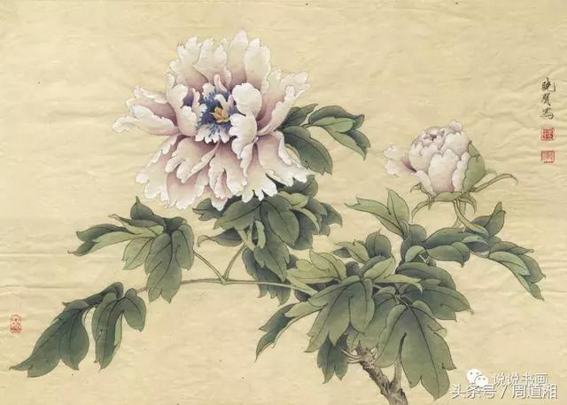 我怎样画工笔牡丹，我怎样画工笔牡丹视频（珍藏版~这篇国画工笔牡丹教程超级详细）