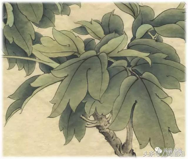 我怎样画工笔牡丹，我怎样画工笔牡丹视频（珍藏版~这篇国画工笔牡丹教程超级详细）