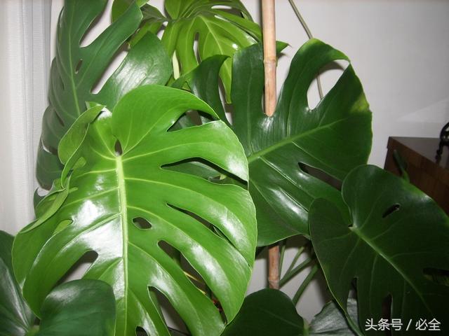 龟背竹的养殖方法和注意事项，龟背竹的养殖方法和注意事项有毒吗