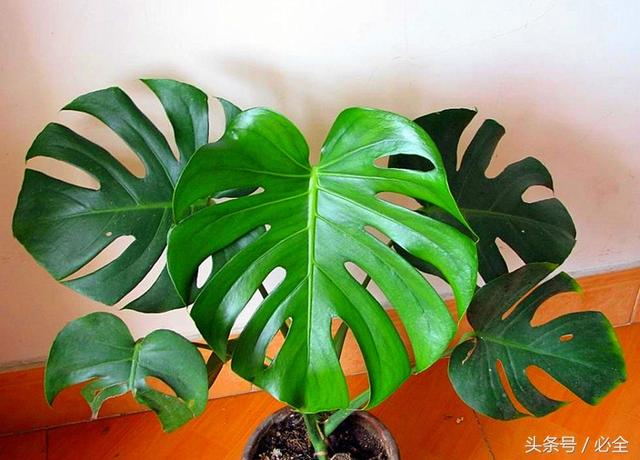 龟背竹的养殖方法和注意事项，龟背竹的养殖方法和注意事项有毒吗