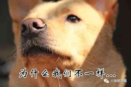 中国10大禁犬，中国十大禁犬 禁止（为什么我们不一样）