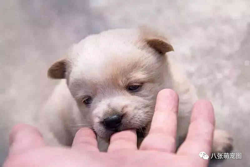 中国10大禁犬，中国十大禁犬 禁止（为什么我们不一样）