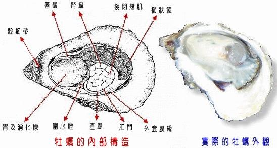 红色北极贝是熟的吗，北极贝贵还是三文鱼贵（关于各种贝类的名字、区别、产地、吃法）