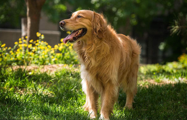 养金毛犬的时候要注意这几个方面，饲养金毛犬需要注意的5点