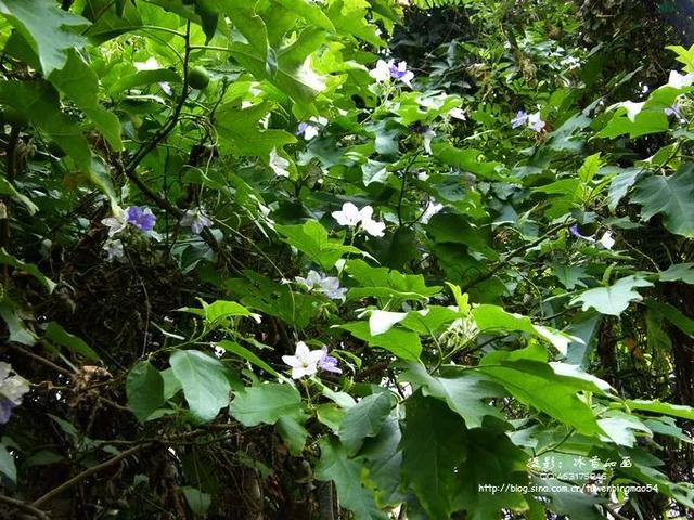 爱读书的故事，古人爱读书的故事（蓝色花开的乔灌木、藤本和水生植物）