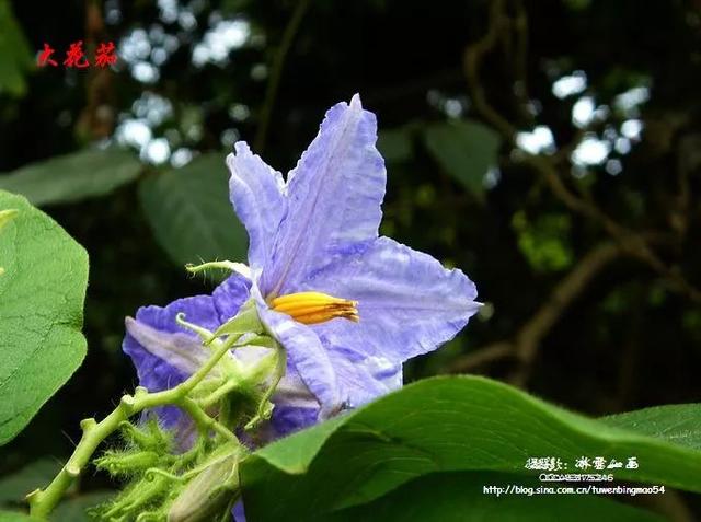 爱读书的故事，古人爱读书的故事（蓝色花开的乔灌木、藤本和水生植物）