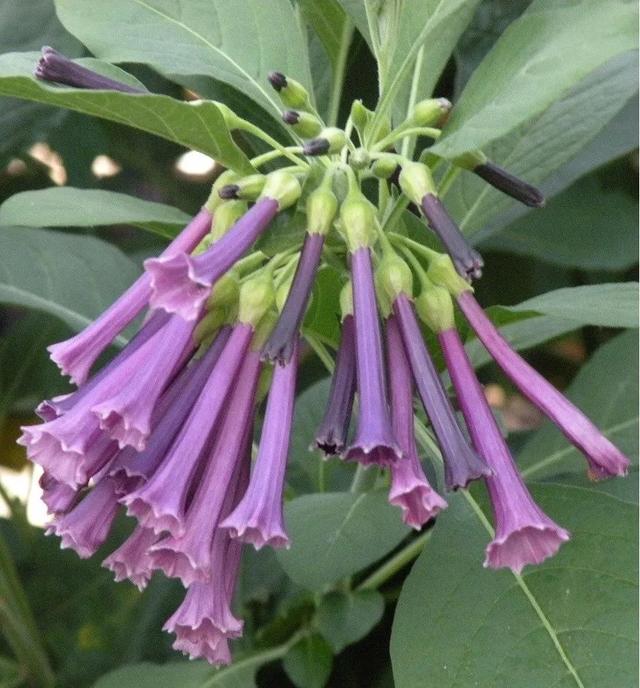 人才战略与激励制度，人才战略规划实施方案（蓝色花开的乔灌木、藤本和水生植物）