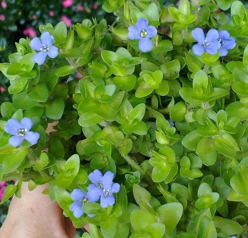 人才战略与激励制度，人才战略规划实施方案（蓝色花开的乔灌木、藤本和水生植物）