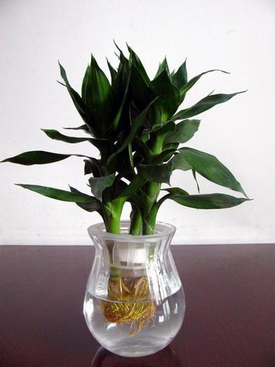 观音竹寓意是什么意思,观音竹寓意是什么意思啊("观音竹"长得好看寓意