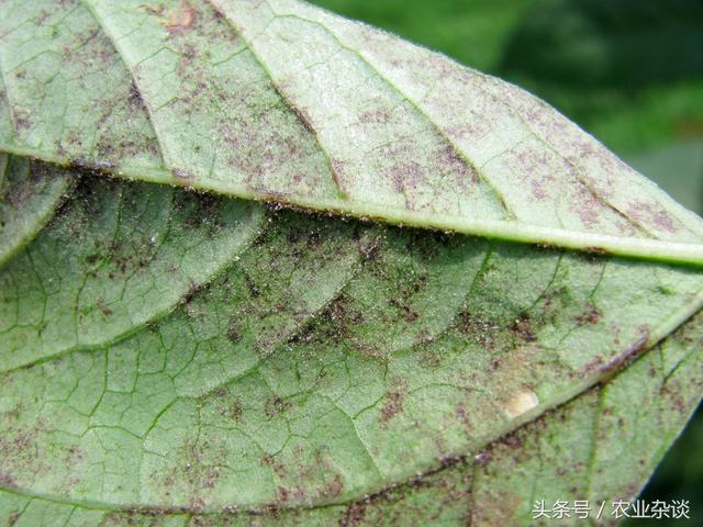 豆角是靠什么传播种子，豆角种子长什么样（农民要想豆角长得好）