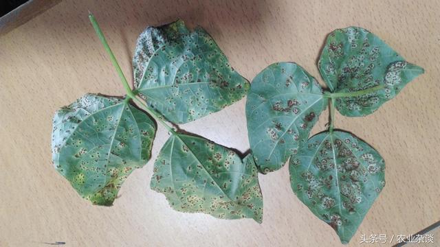 豆角是靠什么传播种子，豆角种子长什么样（农民要想豆角长得好）