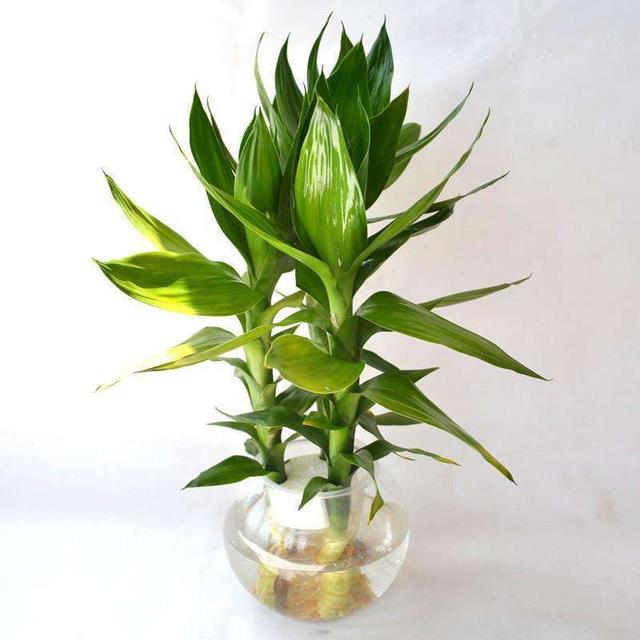 “砍下来”的观音竹，观音竹图片品种