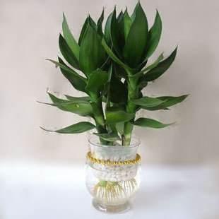 “砍下来”的观音竹，观音竹图片品种