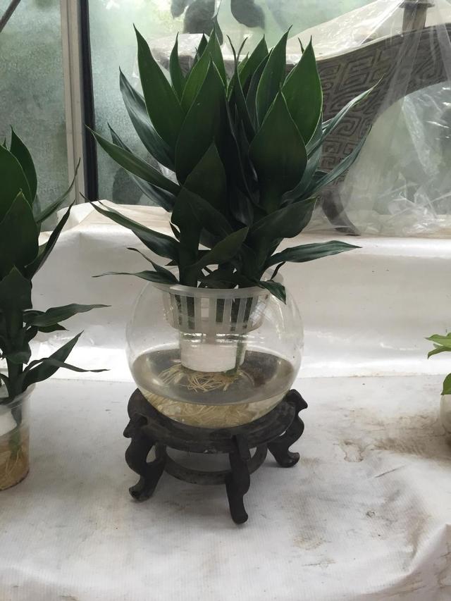 “砍下来”的观音竹，观音竹图片品种