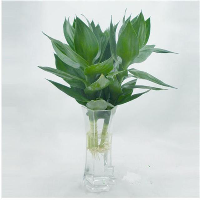 “砍下来”的观音竹，观音竹图片品种