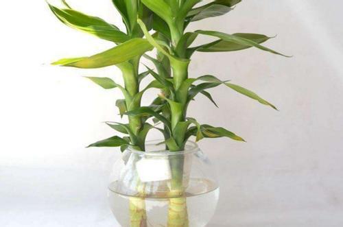 “砍下来”的观音竹，观音竹图片品种