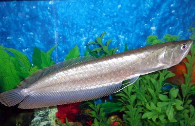 银龙鱼怎么养及喂养技巧,银龙鱼的养殖方法和注意事项(银龙鱼怎么养)