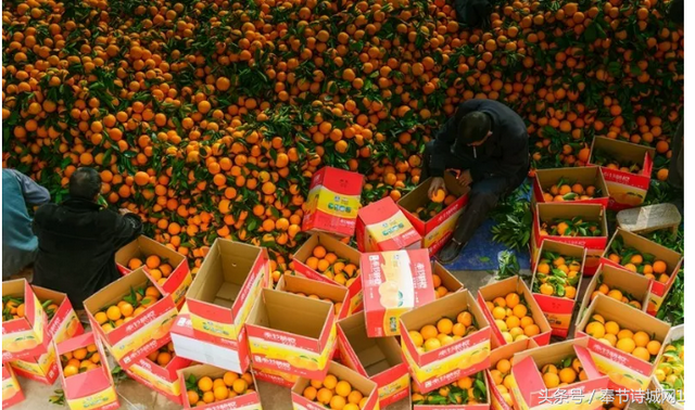 奉节脐橙的营养价值，奉节脐橙的产地（源于其独特的地理环境）