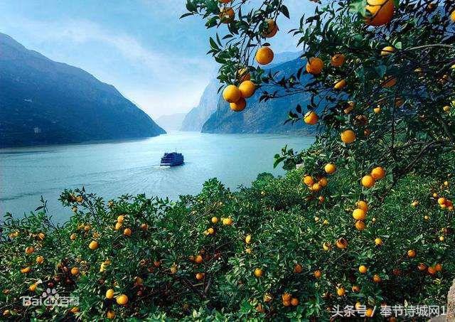 奉节脐橙的营养价值，奉节脐橙的产地（源于其独特的地理环境）