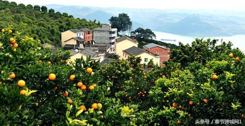 奉节脐橙的营养价值，奉节脐橙的产地（源于其独特的地理环境）