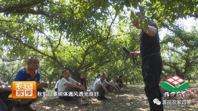 李子树采果后怎么修枝，壮壮帮忙：李子树采后咋修剪