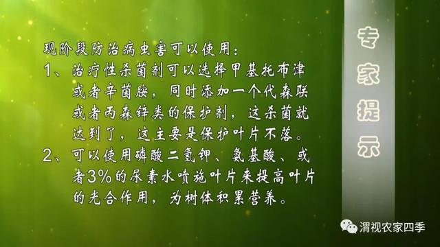 李子树采果后怎么修枝，壮壮帮忙：李子树采后咋修剪