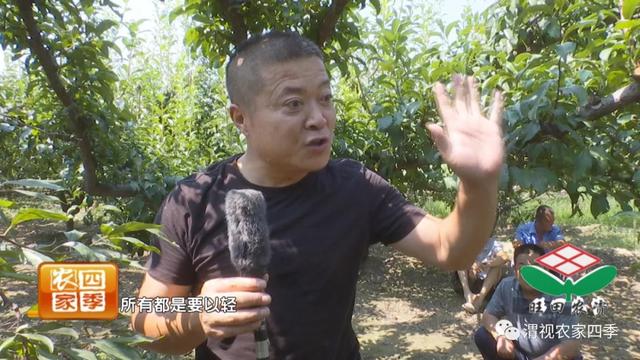 李子树采果后怎么修枝，壮壮帮忙：李子树采后咋修剪