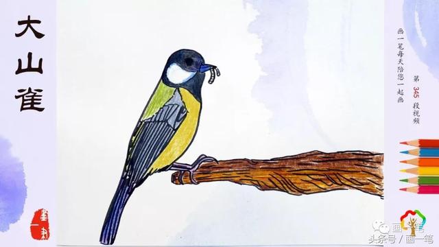 彩铅画图片大全，彩铅画图片大全简单（主要栖息于低山和山麓地带的林中）