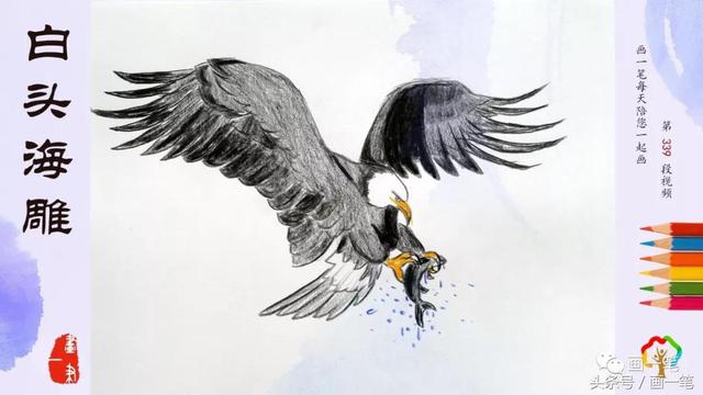 彩铅画图片大全，彩铅画图片大全简单（主要栖息于低山和山麓地带的林中）