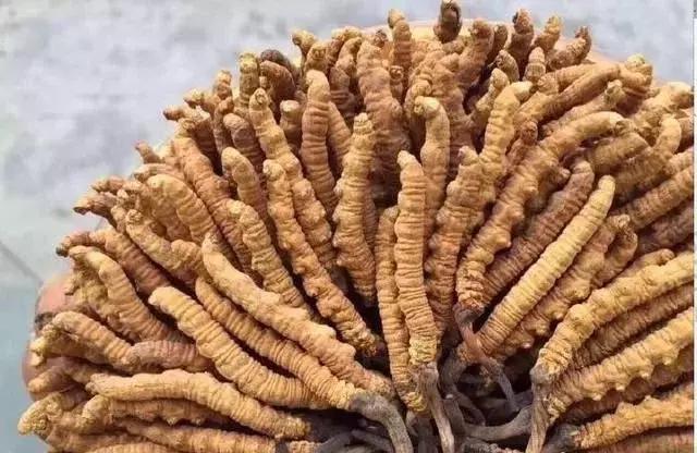冬虫夏草怎么鉴别，七招教你辨别真假“虫草”（藏民教你真假虫草的鉴别方法和技巧）