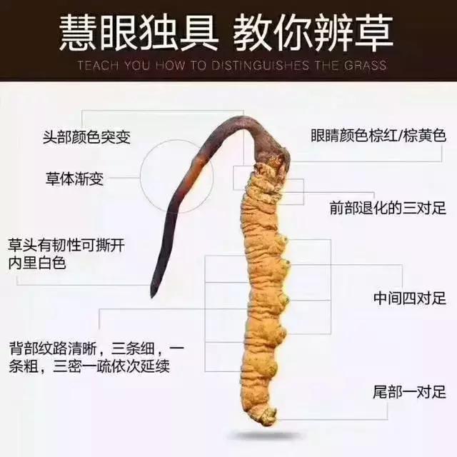 冬虫夏草怎么鉴别，七招教你辨别真假“虫草”（藏民教你真假虫草的鉴别方法和技巧）