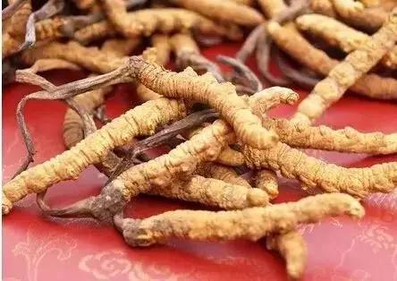冬虫夏草怎么鉴别，七招教你辨别真假“虫草”（藏民教你真假虫草的鉴别方法和技巧）