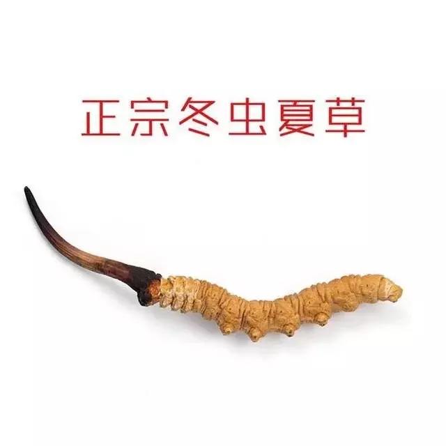 冬虫夏草怎么鉴别，七招教你辨别真假“虫草”（藏民教你真假虫草的鉴别方法和技巧）
