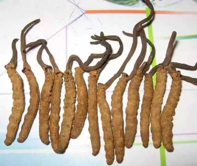 冬虫夏草怎么鉴别，七招教你辨别真假“虫草”（藏民教你真假虫草的鉴别方法和技巧）