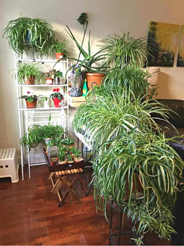 吊兰品种，10种常见“吊兰”（吊兰品种有哪些）