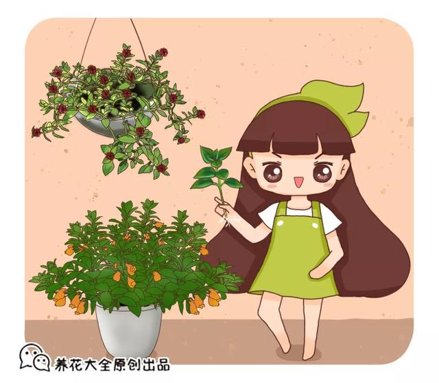 吊兰品种，10种常见“吊兰”（吊兰品种有哪些）