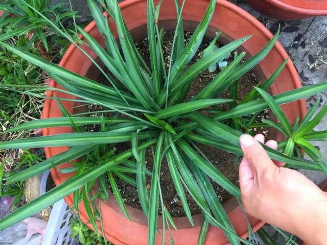 吊兰品种，10种常见“吊兰”（吊兰品种有哪些）