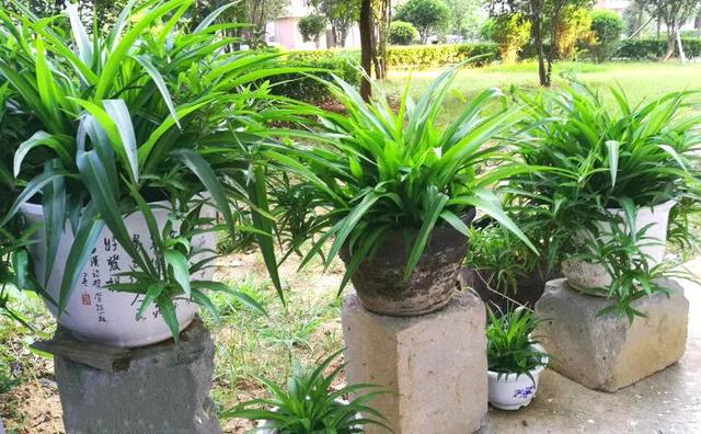 吊兰品种，10种常见“吊兰”（吊兰品种有哪些）