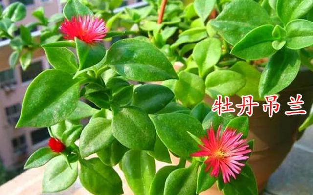 吊兰品种，10种常见“吊兰”（吊兰品种有哪些）