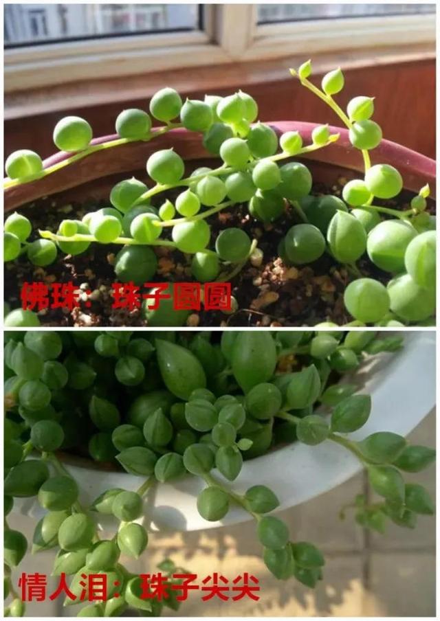 吊兰品种，10种常见“吊兰”（吊兰品种有哪些）