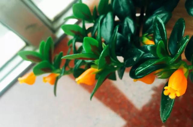 吊兰品种，10种常见“吊兰”（吊兰品种有哪些）