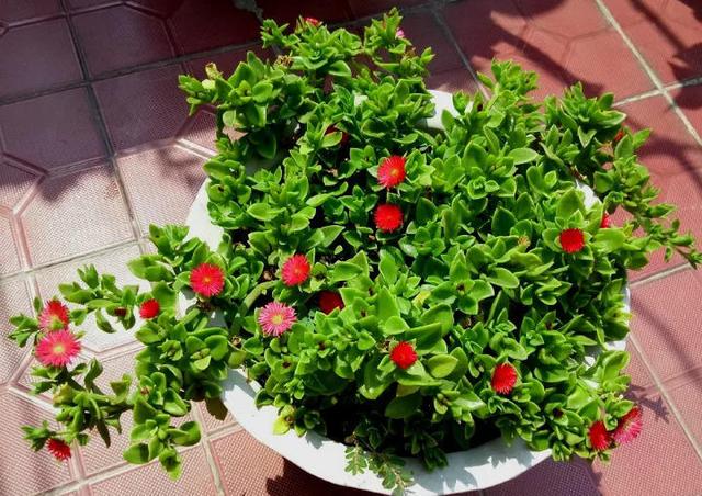 吊兰品种，10种常见“吊兰”（吊兰品种有哪些）