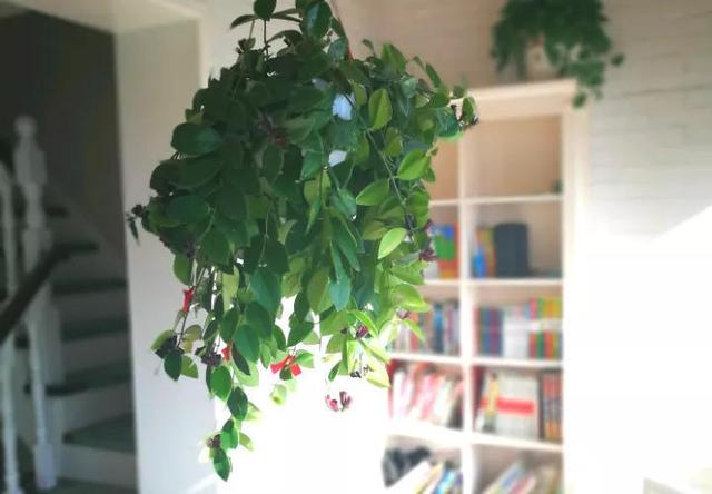 吊兰品种，10种常见“吊兰”（吊兰品种有哪些）