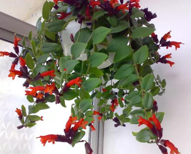 吊兰品种，10种常见“吊兰”（吊兰品种有哪些）